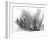 Amarilis-Maria Trad-Framed Giclee Print