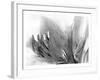 Amarilis-Maria Trad-Framed Giclee Print