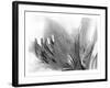 Amarilis-Maria Trad-Framed Giclee Print