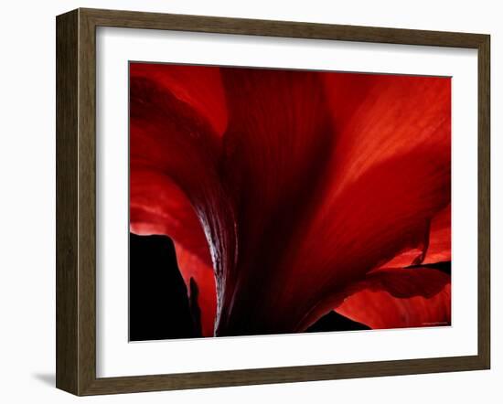 Amarilla-Lydia Marano-Framed Photographic Print