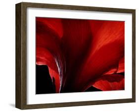 Amarilla-Lydia Marano-Framed Photographic Print