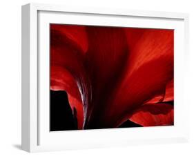 Amarilla-Lydia Marano-Framed Photographic Print