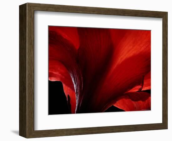 Amarilla-Lydia Marano-Framed Photographic Print