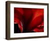 Amarilla-Lydia Marano-Framed Photographic Print