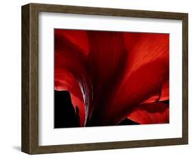 Amarilla-Lydia Marano-Framed Photographic Print