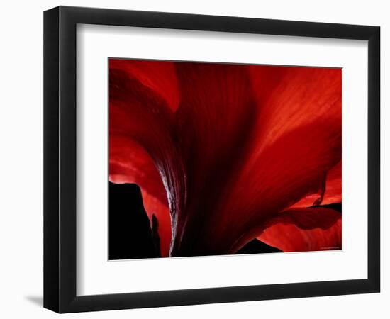 Amarilla-Lydia Marano-Framed Photographic Print