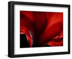 Amarilla-Lydia Marano-Framed Photographic Print