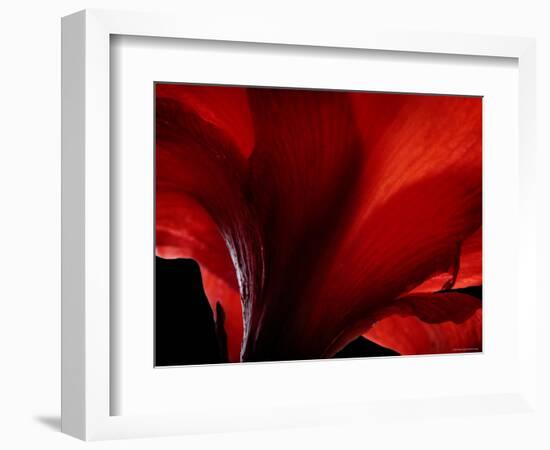 Amarilla-Lydia Marano-Framed Photographic Print