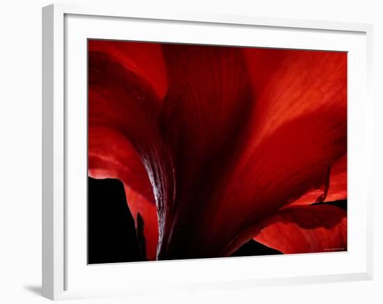 Amarilla-Lydia Marano-Framed Photographic Print