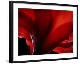 Amarilla-Lydia Marano-Framed Photographic Print