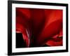 Amarilla-Lydia Marano-Framed Photographic Print