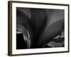 Amarilla-Lydia Marano-Framed Photographic Print