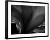 Amarilla-Lydia Marano-Framed Photographic Print