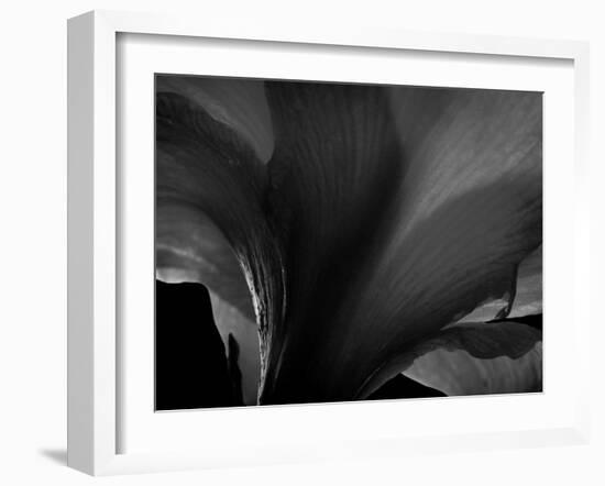 Amarilla-Lydia Marano-Framed Photographic Print