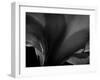 Amarilla-Lydia Marano-Framed Photographic Print