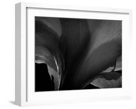 Amarilla-Lydia Marano-Framed Photographic Print