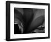 Amarilla-Lydia Marano-Framed Photographic Print