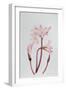 Amarylis Belladonna-Sally Crosthwaite-Framed Giclee Print