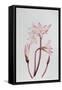 Amarylis Belladonna-Sally Crosthwaite-Framed Stretched Canvas