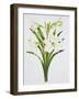 Amarylis 'Mary Lou'-Sally Crosthwaite-Framed Giclee Print