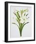 Amarylis 'Mary Lou'-Sally Crosthwaite-Framed Giclee Print