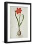 Amaryllis, 1777-Robert Jacob Gordon-Framed Art Print