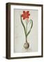 Amaryllis, 1777-Robert Jacob Gordon-Framed Art Print