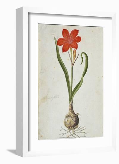 Amaryllis, 1777-Robert Jacob Gordon-Framed Art Print