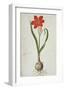 Amaryllis, 1777-Robert Jacob Gordon-Framed Art Print