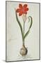 Amaryllis, 1777-Robert Jacob Gordon-Mounted Art Print