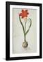 Amaryllis (1777)-Robert Jacob Gordon-Framed Art Print