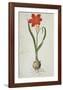 Amaryllis (1777)-Robert Jacob Gordon-Framed Art Print