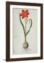 Amaryllis (1777)-Robert Jacob Gordon-Framed Art Print