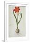 Amaryllis (1777)-Robert Jacob Gordon-Framed Art Print