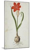 Amaryllis (1777)-Robert Jacob Gordon-Mounted Art Print