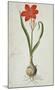 Amaryllis (1777)-Robert Jacob Gordon-Mounted Art Print