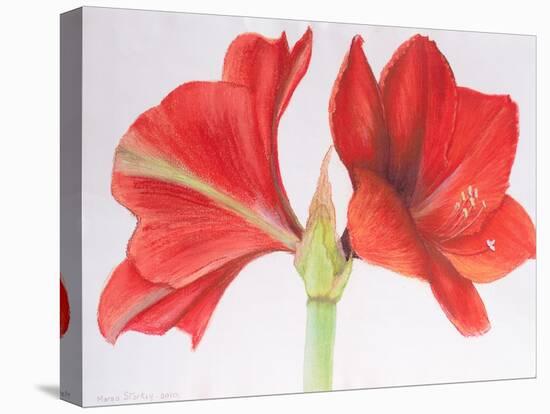 Amaryllis, 2015-Margo Starkey-Stretched Canvas