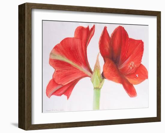 Amaryllis, 2015-Margo Starkey-Framed Giclee Print