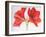 Amaryllis, 2015-Margo Starkey-Framed Giclee Print