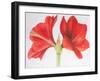 Amaryllis, 2015-Margo Starkey-Framed Giclee Print