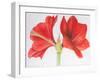 Amaryllis, 2015-Margo Starkey-Framed Giclee Print