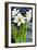 Amaryllis against a night sky-Joan Thewsey-Framed Giclee Print