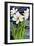 Amaryllis against a night sky-Joan Thewsey-Framed Giclee Print