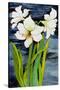 Amaryllis against a night sky-Joan Thewsey-Stretched Canvas