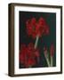 Amaryllis Amigo-Christopher Pierce-Framed Giclee Print