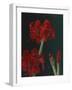 Amaryllis Amigo-Christopher Pierce-Framed Giclee Print