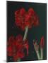 Amaryllis Amigo-Christopher Pierce-Mounted Giclee Print