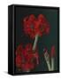 Amaryllis Amigo-Christopher Pierce-Framed Stretched Canvas
