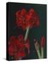 Amaryllis Amigo-Christopher Pierce-Stretched Canvas