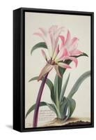 Amaryllis Belladonna, 1761-Georg Dionysius Ehret-Framed Stretched Canvas